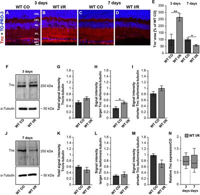 Knock-Out of Tenascin-C Ameliorates Ischemia-Induced Rod-Photoreceptor Degeneration and Retinal Dysfunction